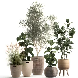Collection of plants in baskets